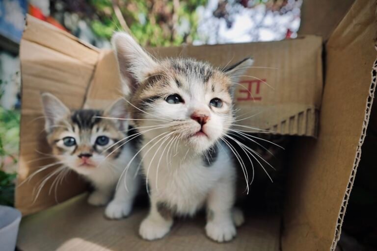 Nine Lives, One Story