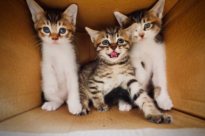 The Cat Who Discovered Time The Cat Who Discovered Time